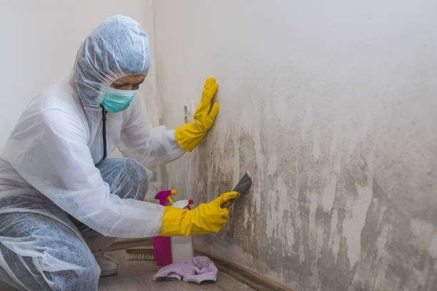 Biohazard Mold Removal in Elizabeth, PA